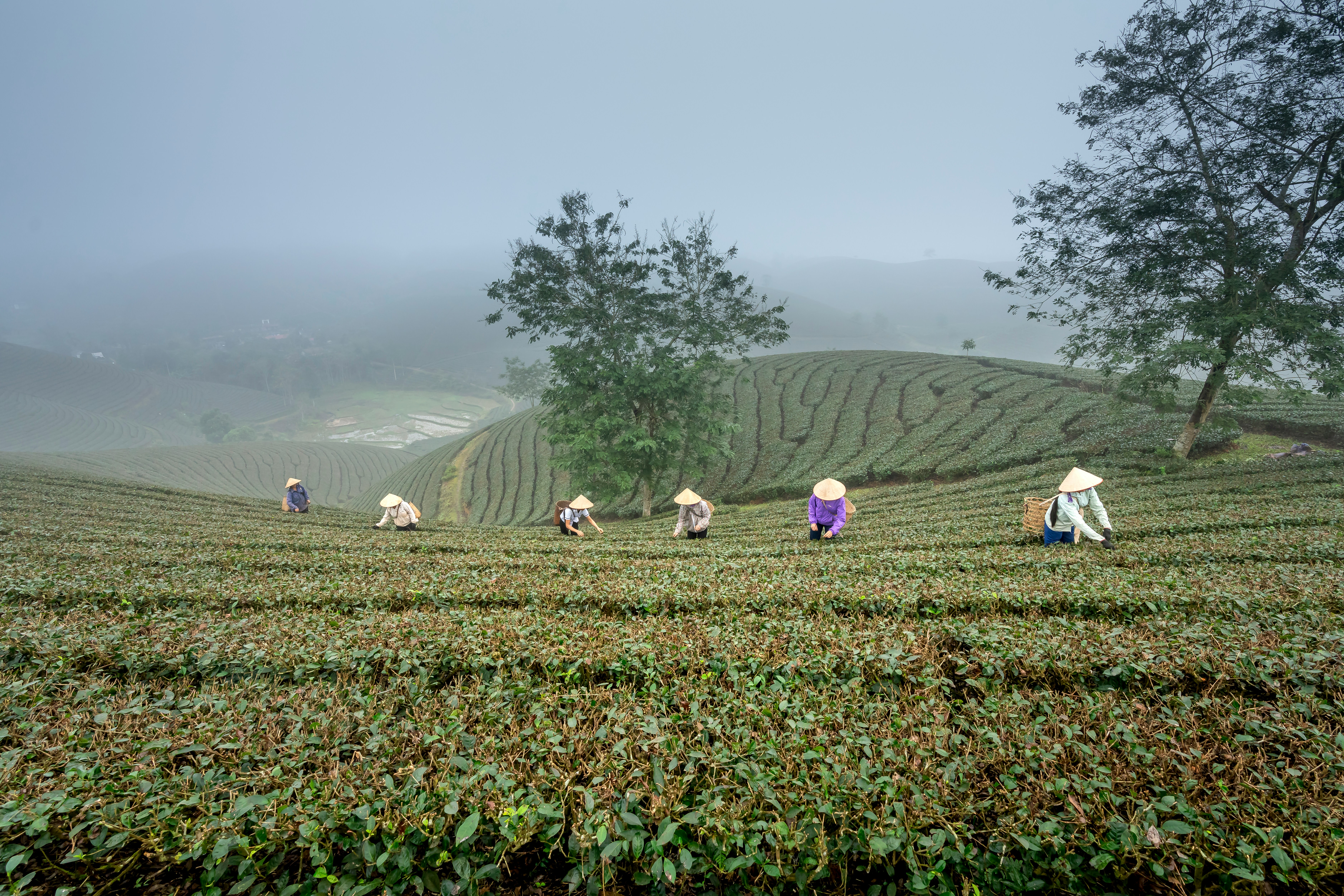 Farmers working together