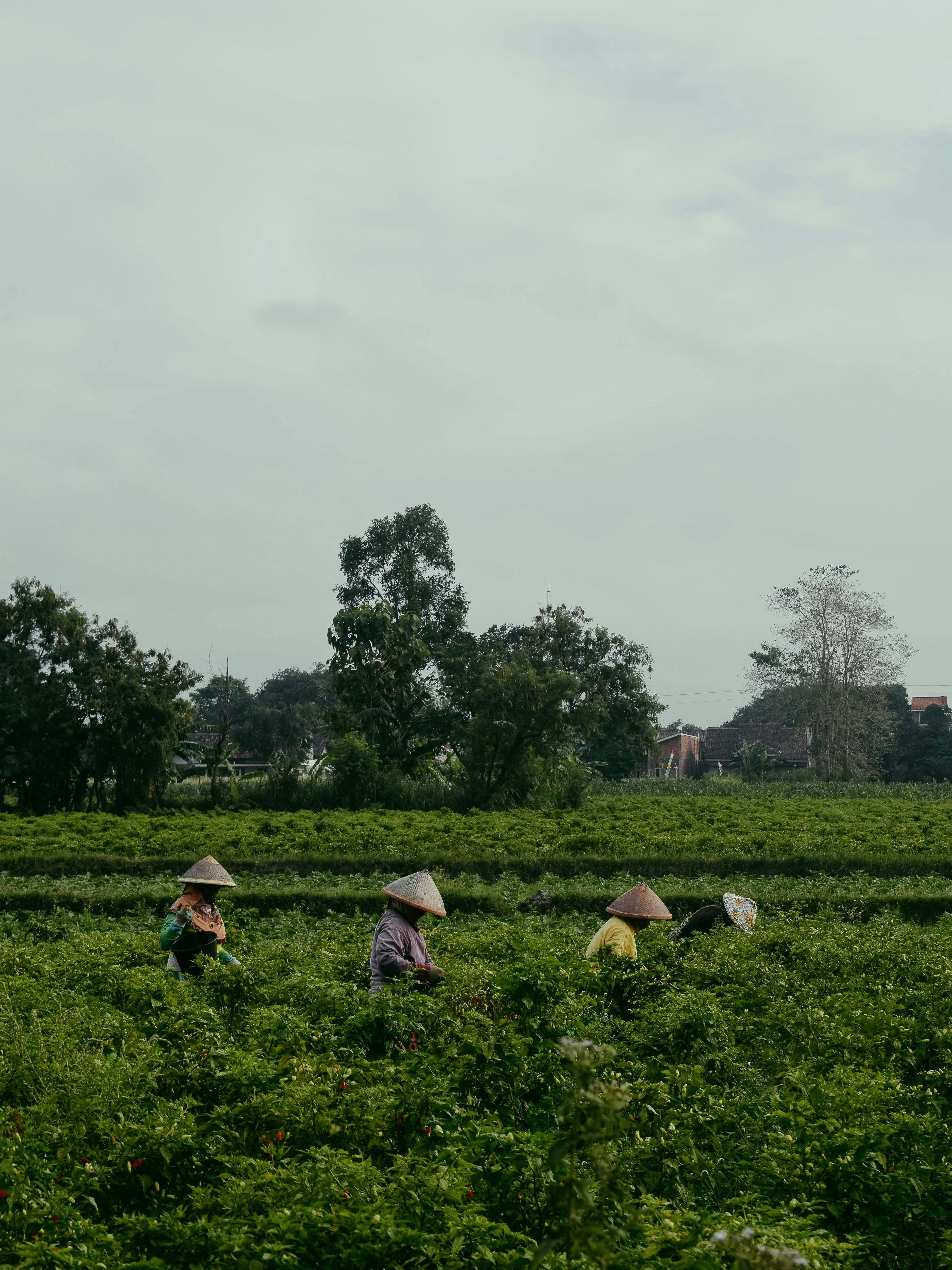 Community farming